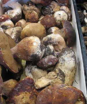 Fotografía adicional de Boletus edulis 2