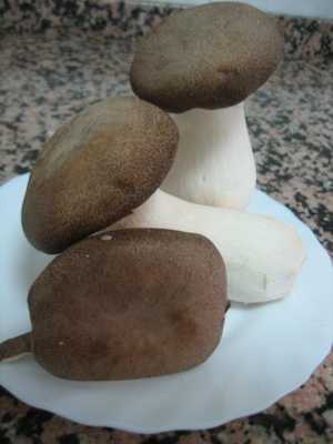 Fotografía de Shiitake