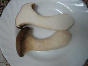 Fotografía adicional de Shiitake 2