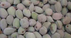 Fotografía adicional de Almendra 3