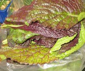 Fotografía de Hoja de mostaza