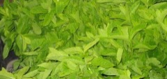 Fotografía de Menta