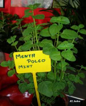 Fotografía adicional de Menta 2