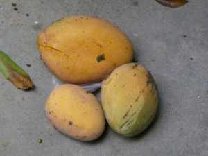 Fotografía adicional de Mango 2