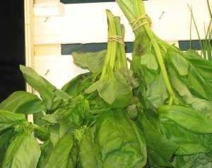 Fotografía de Albahaca
