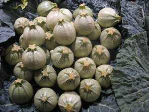 Fotografía de Calabacin Francés