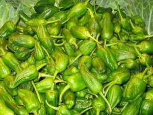Fotografía de Pimiento de Padrón