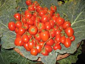 Fotografía de Tomate de pera