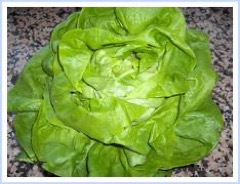 Fotografía de Lechuga trocadero