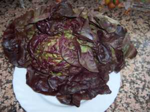 Fotografía adicional de Lechuga trocadero 2