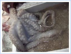 Fotografía de Pulpo