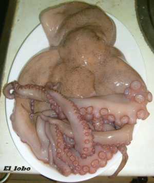 Fotografía adicional de Pulpo 2