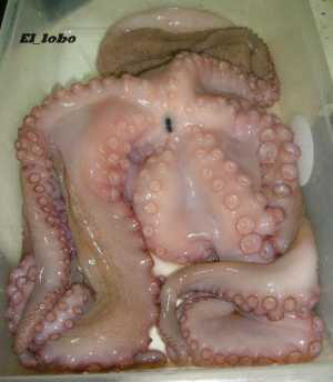 Fotografía adicional de Pulpo 3