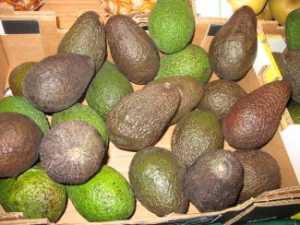 Fotografía de Aguacate