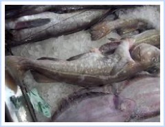 Fotografía de Bacalao