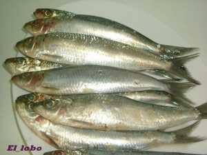 Fotografía de Sardina