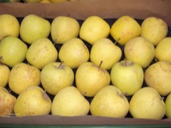 Manzana Golden