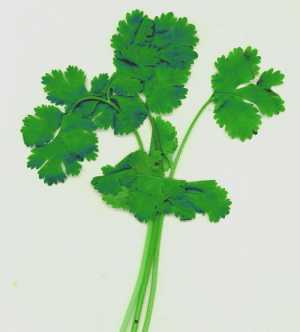 Fotografía de Cilantro