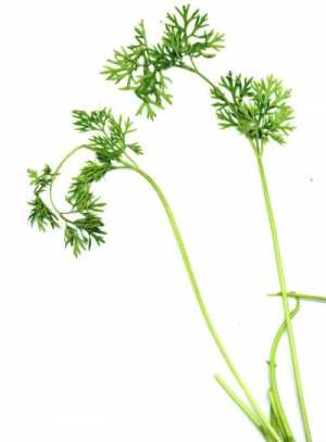 Fotografía adicional de Cilantro 2