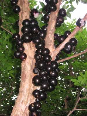 Fotografía de Jubuticaba