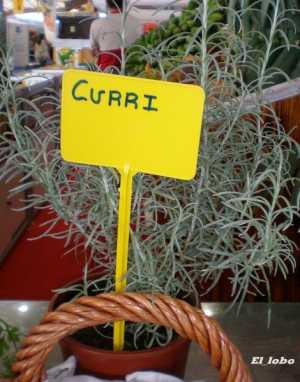 Fotografía de Curry