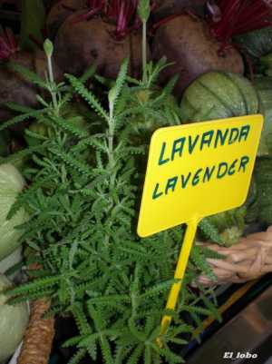 Fotografía de Lavanda Lavender