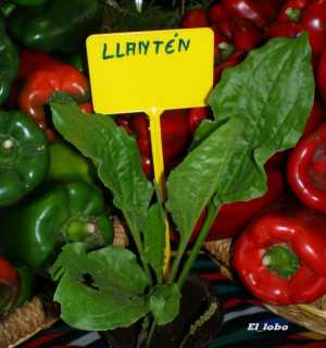 Fotografía de Llantén