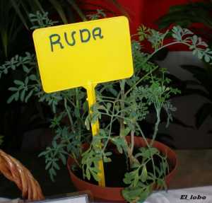 Fotografía de Ruda