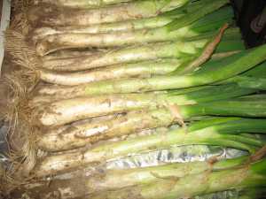 Fotografía de Calçots