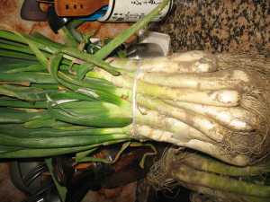 Fotografía adicional de Calçots 2