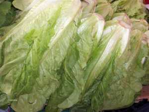 Fotografía de Lechuga romana