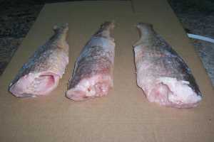Fotografía de Corvina