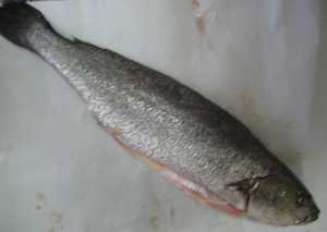 Fotografía adicional de Corvina 2