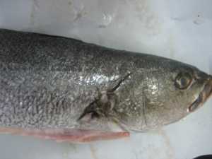 Fotografía adicional de Corvina 3