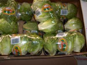 Fotografía de Cogollos de Tudela ( Lechuga )