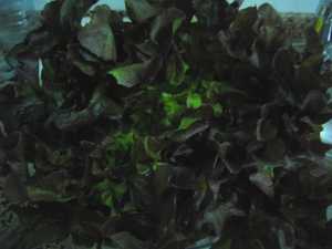 Fotografía de Lechuga hoja de roble
