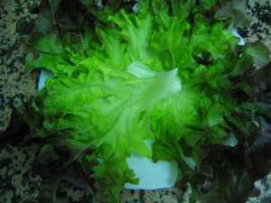 Fotografía adicional de Lechuga hoja de roble 2