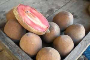 Fotografía de Zapote