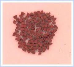 Fotografía de Achiote