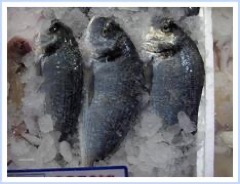 Dorada