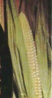 maíz